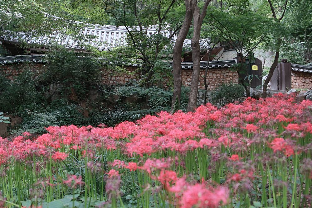 진영각과 꽃무릇