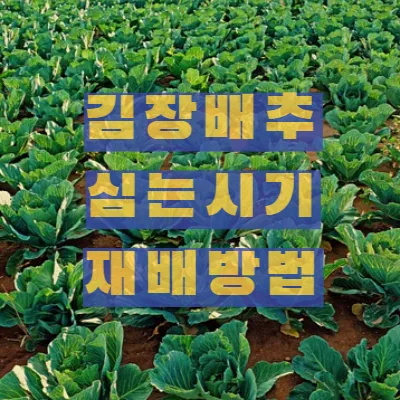 김장 배추 재배 파종 모종 웃거름 결구 수확 타이밍_5