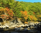 단풍여행 1박2일 버스 단풍구경