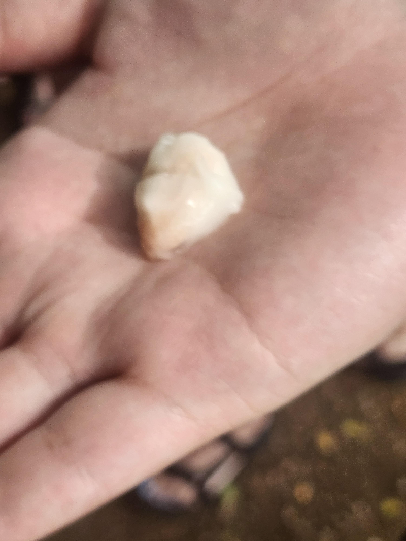 하와이 쿠알로아랜치 그로운 투어 ( 농장 투어 )