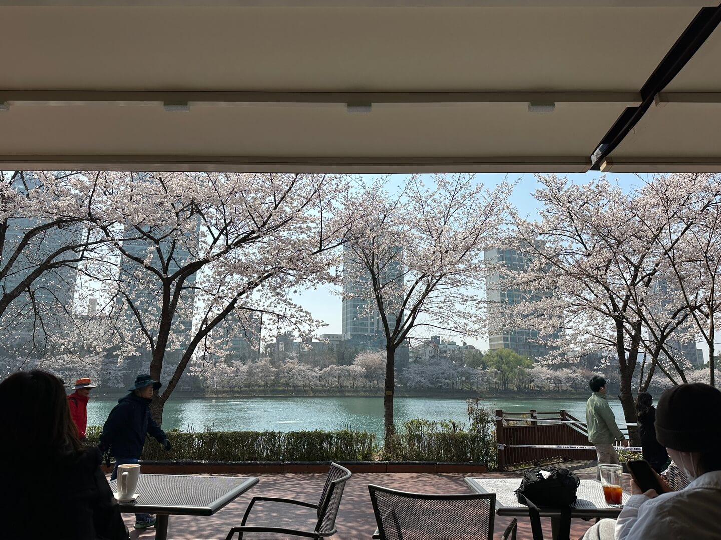 석촌호수 벚꽃 실시간