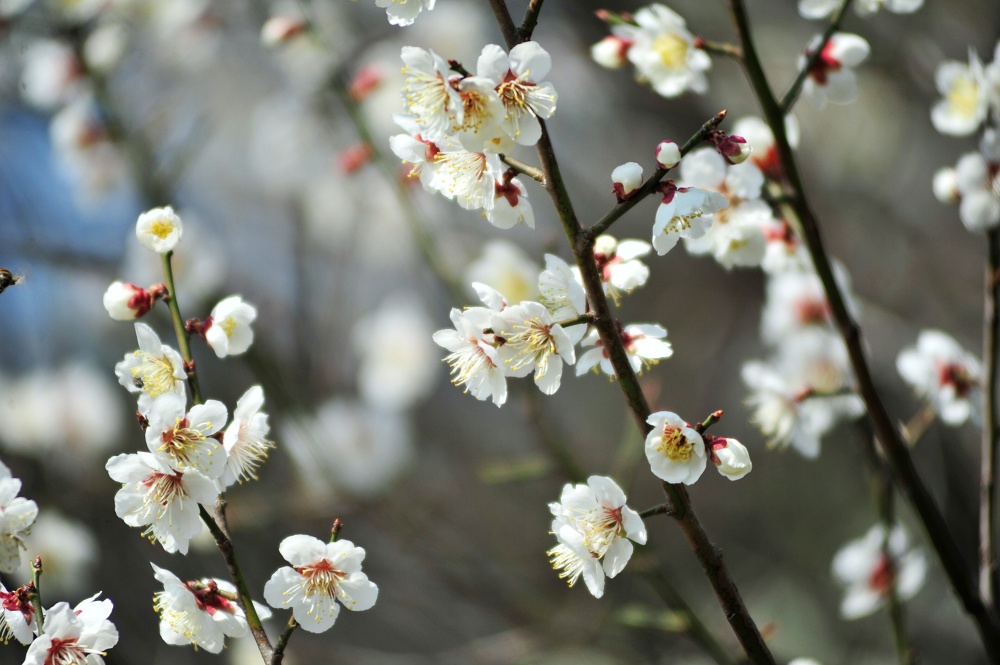 봄에 피는 꽃 매화