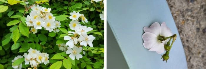 찔레나무-찔레꽃-형태적-특성