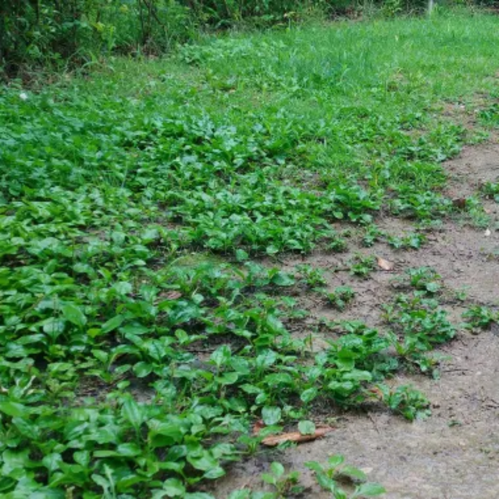 질경이(차전초)
