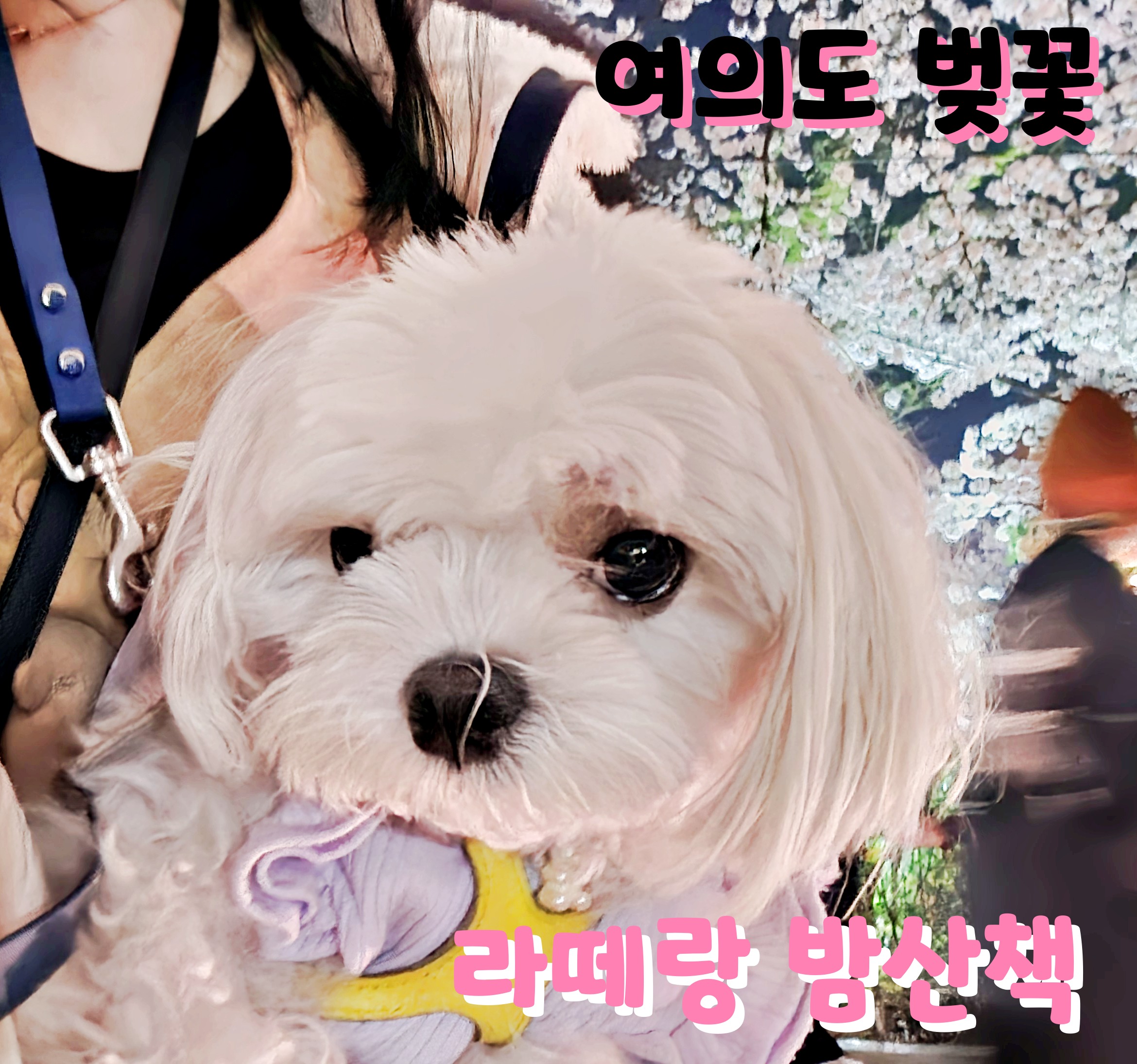 여의도 벚꽃 라떼와 밤산책