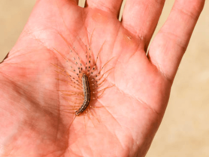 돈벌레 생기는 이유