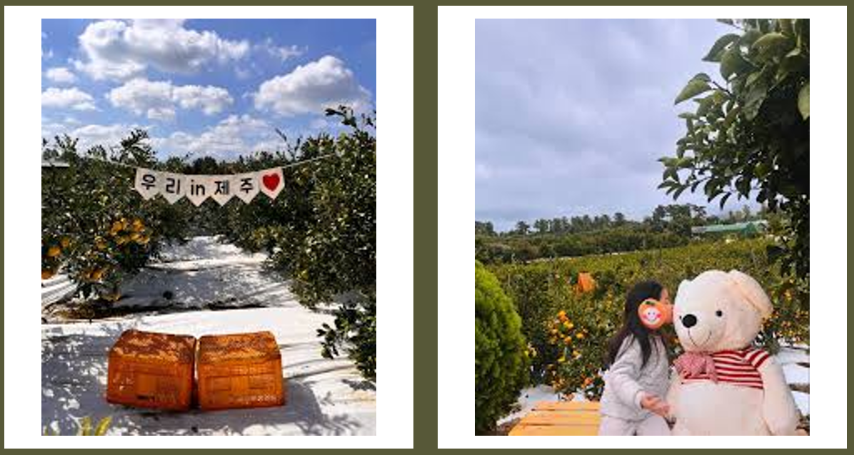 텐저린 267 (제공 : 인스타그램)