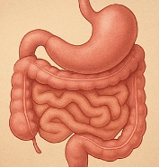 아연 효능