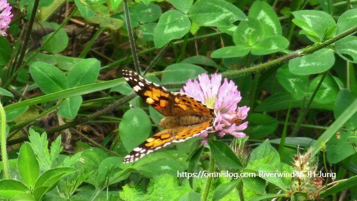 붉은 토끼풀,레드클로버 ,Red clover, Trifolium pratense ,토끼풀, 빨간 토끼풀
