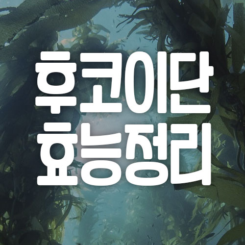 후코인단 뜻 효능 부작용