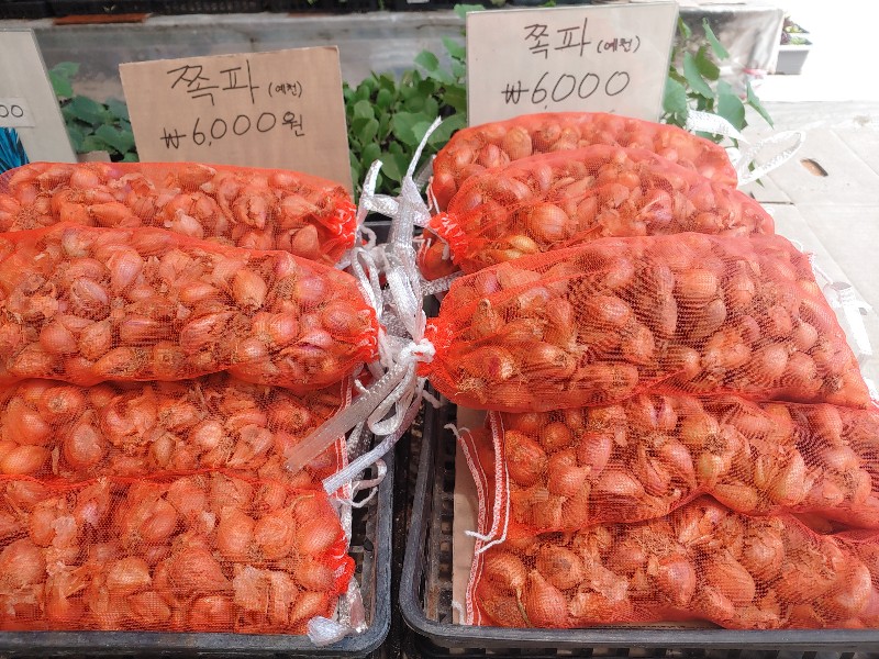 종묘상에 파는 쪽파 종구 모습