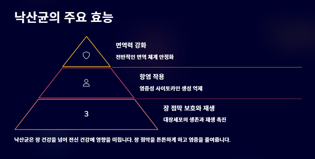 낙산균 효능과 부작용, 꼭 알아야 할 핵심 정보