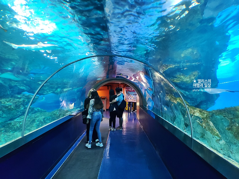 코엑스 아쿠아리움 입장권 할인예약 방법, 대중교통 가는 방법, 참물범 펭귄 비버 상어 보러가자!