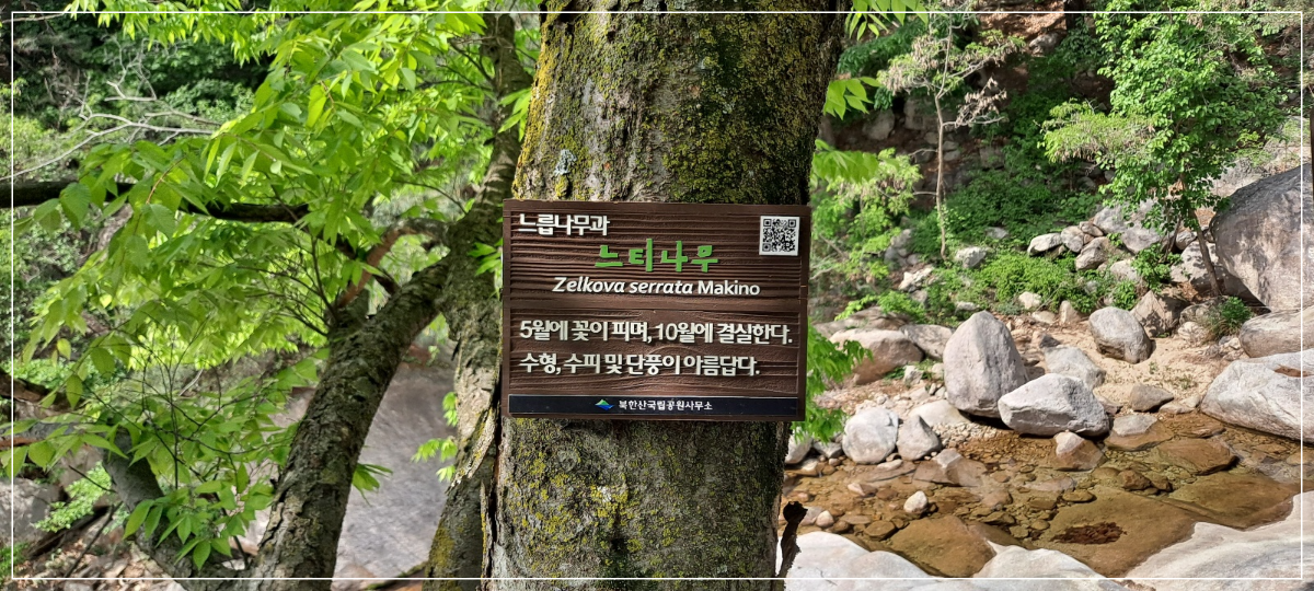 느티나무-안내판