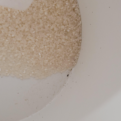 쌀벌레 없애는법과 생기는 이유