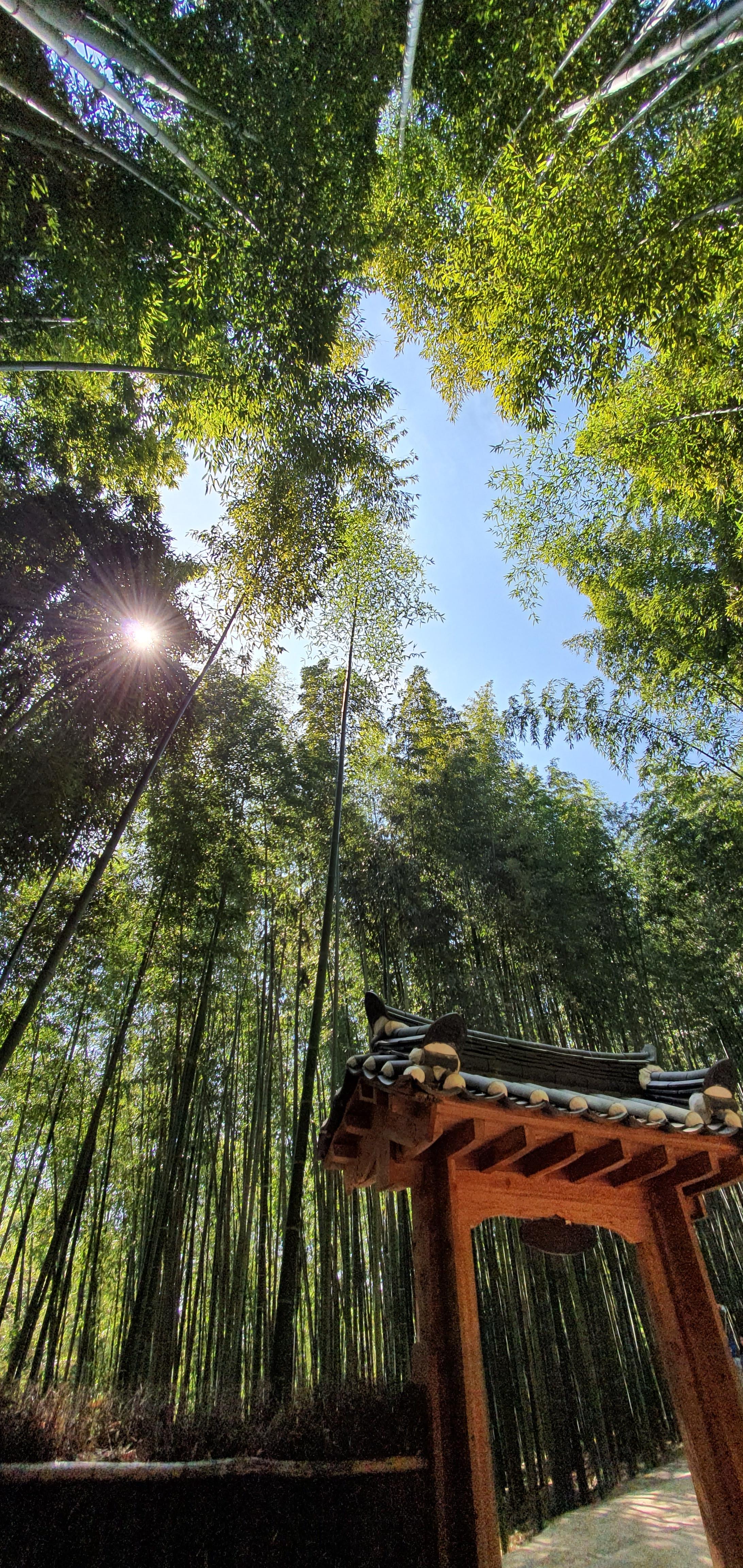 죽녹원