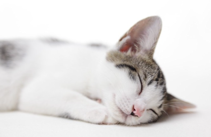 자고 있는 고양이.