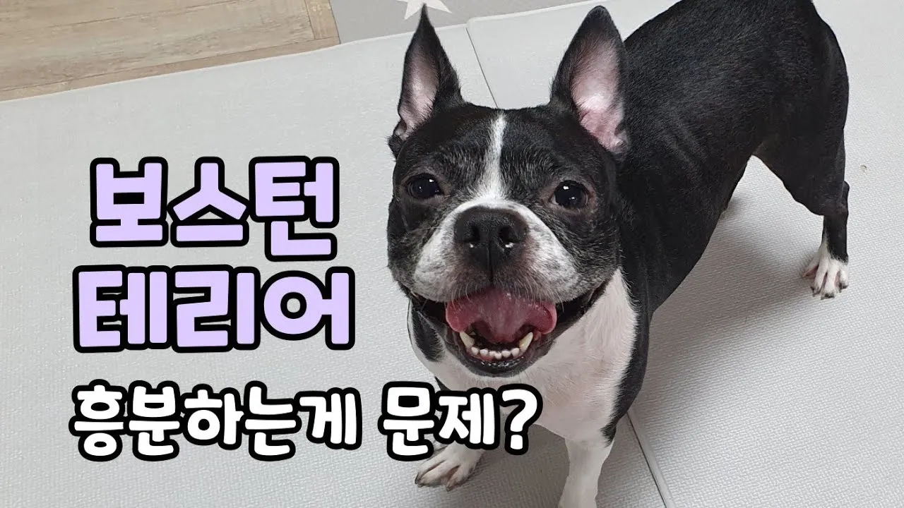 보스턴 테리어 애교만점 강아지 특징_3