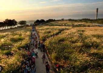 서울 억새축제 2025 일정위치 총정리로 안내_8