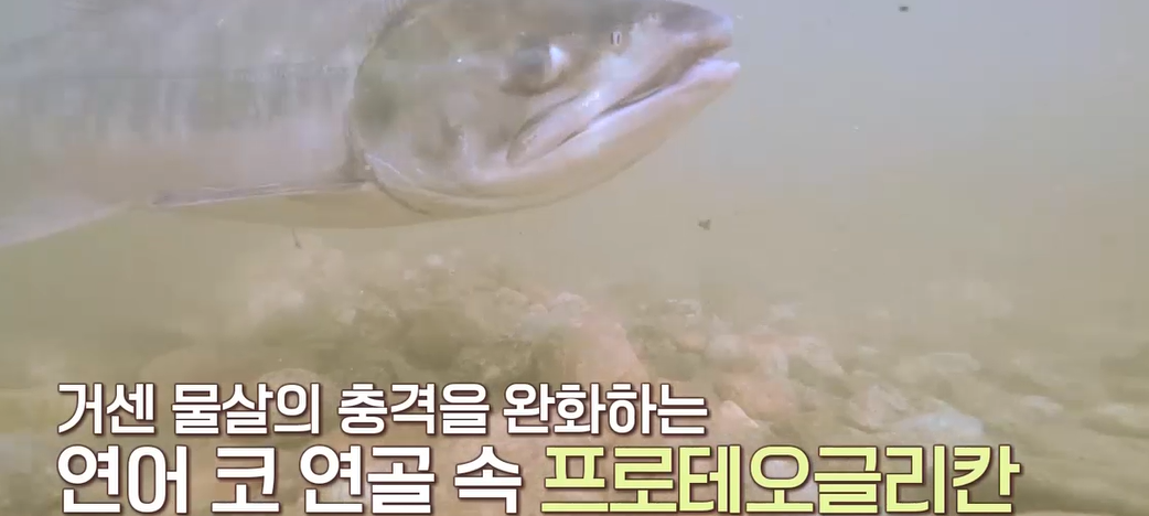 프로테오글리칸 효능