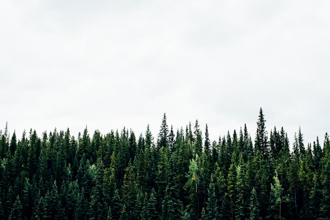 Hwadam Forest