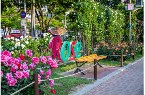 대구 이곡 장미공원 장미축제