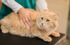 병원에서 불안해하는 고양이