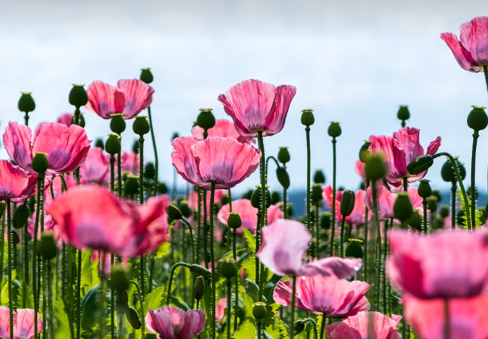 꽃 검색, 꽃 이름 찾는 방법