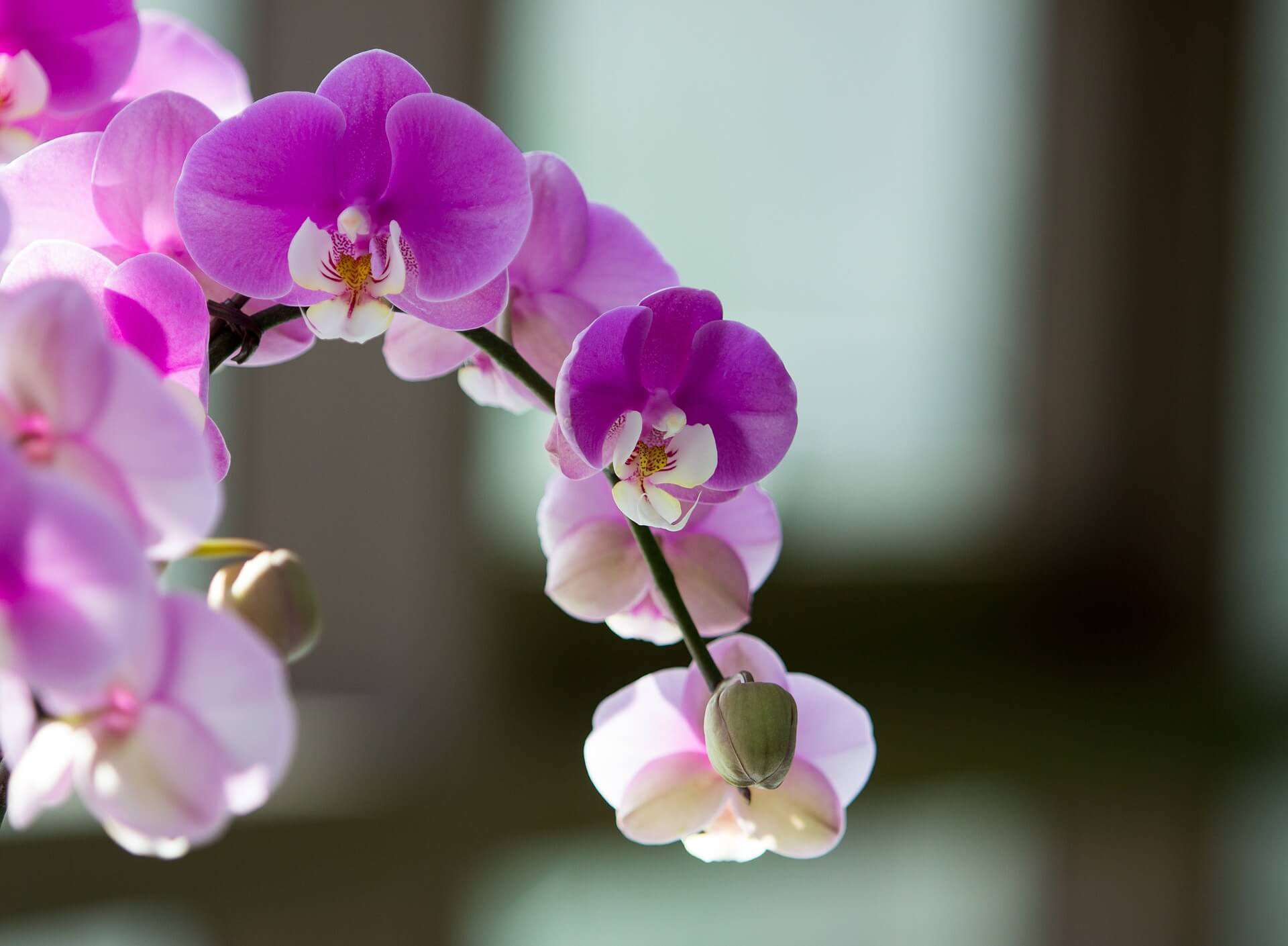 겨울꽃차, 난꽃