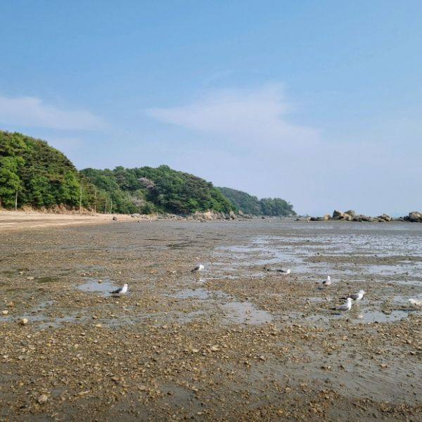 민머루해수욕장 