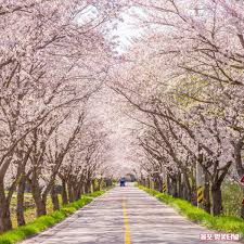 제 2회 남대천 벚꽃축제 기본일정과 프로그램 소개