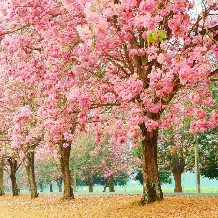 Tabebuia rosea라고 부르는 꽃나무