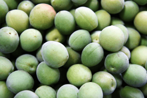 숙취해소효능21