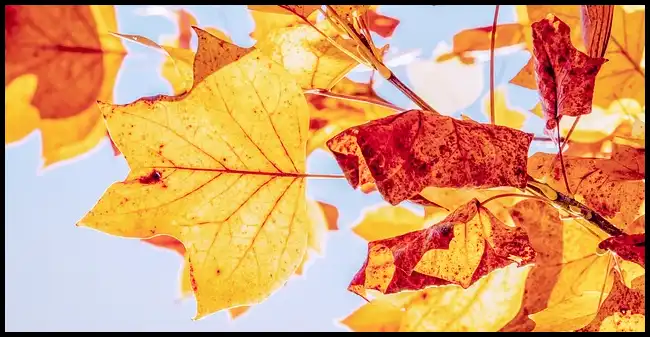 2024 내장산 단풍축제 기간 (국립공원)