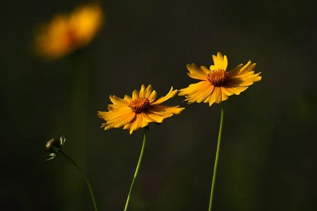 함안 악양생태공원 금계국 개화 시기와 사진 촬영 팁_6