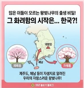 벚꽃 상식