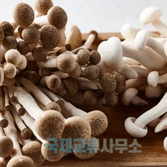 만가닥버섯 효능_9