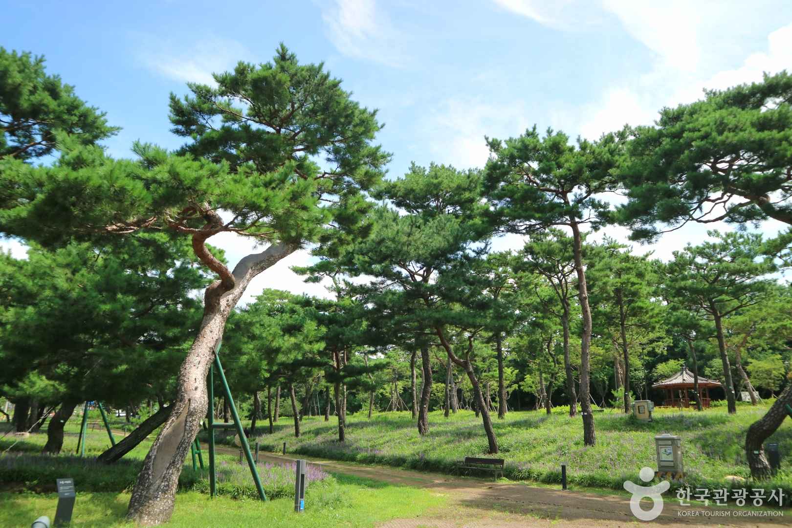 수원 노송지대