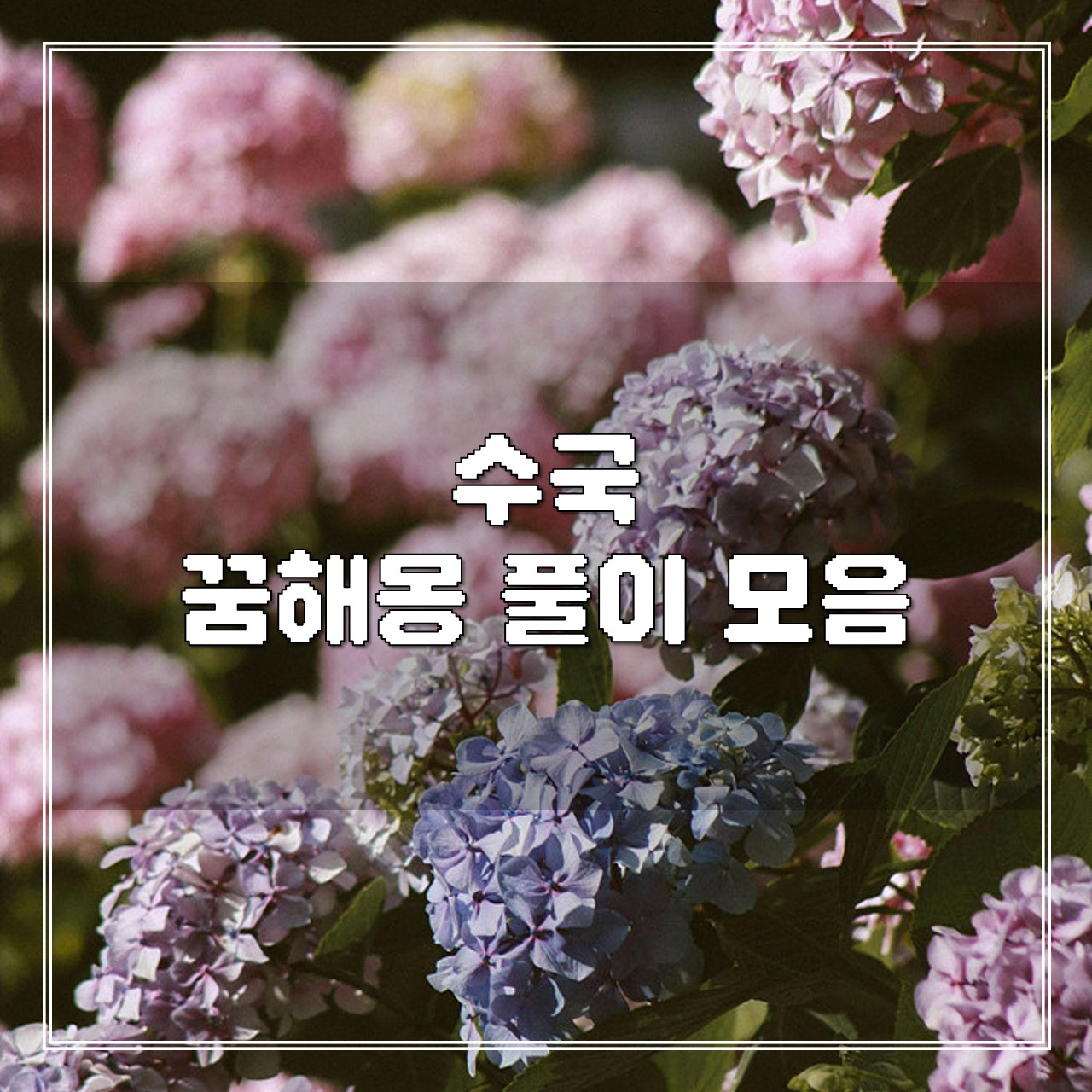 수국 꿈, 꿈해몽 풀이 모음 썸네일