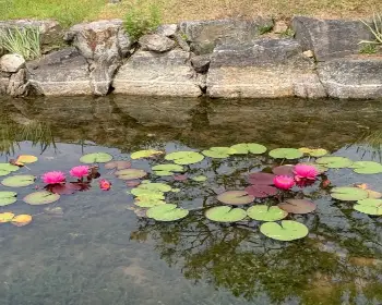 양평 세미원 연꽃축제_17