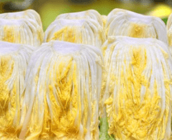 김장 배추 고르는 방법