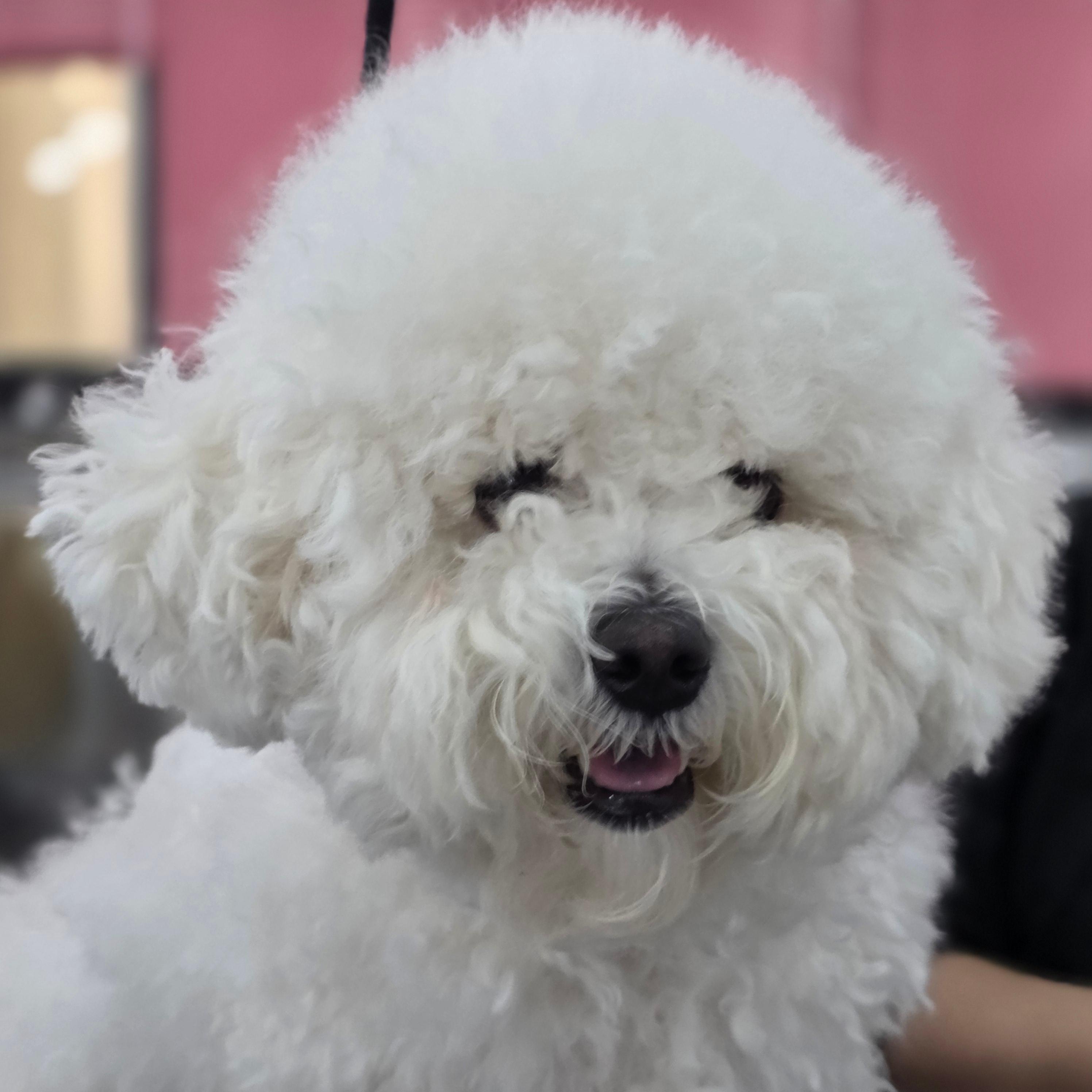 진주애견미용학원