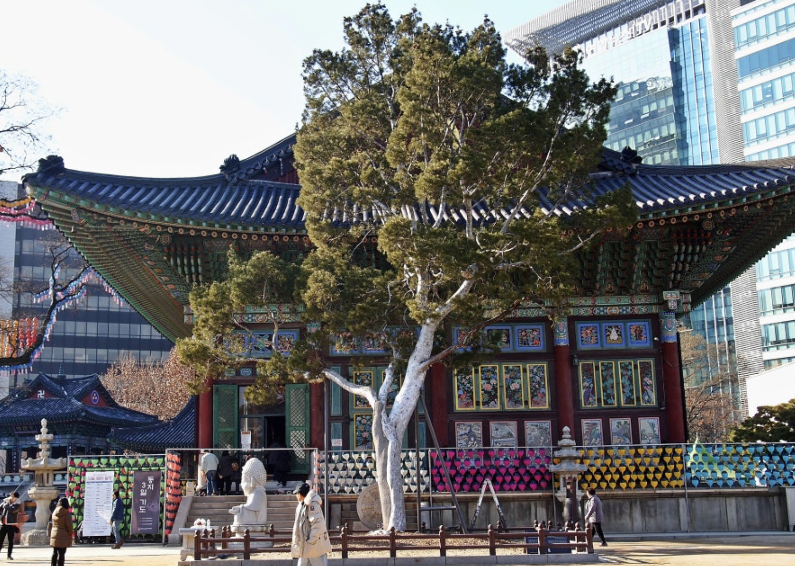 조계사 백송(9호)