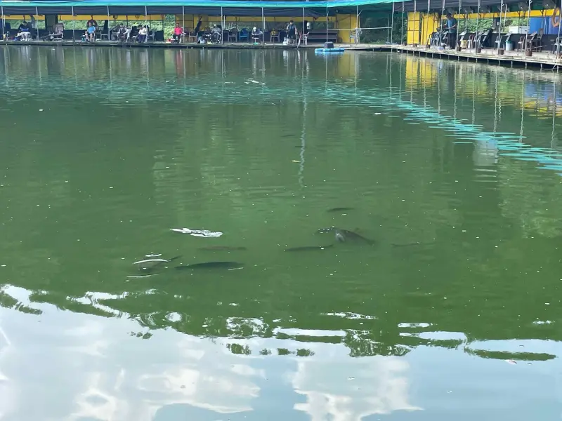 물고기가 수면위로 떠있는 모습