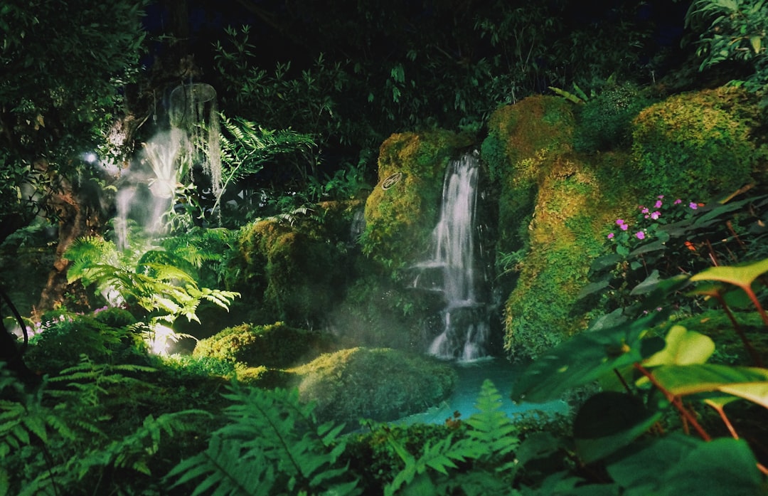 Rainforest