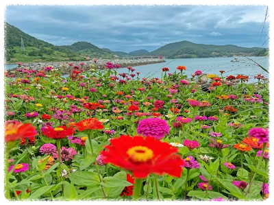 고흥 쑥섬 수국 명소 &amp; 수국축제 정보