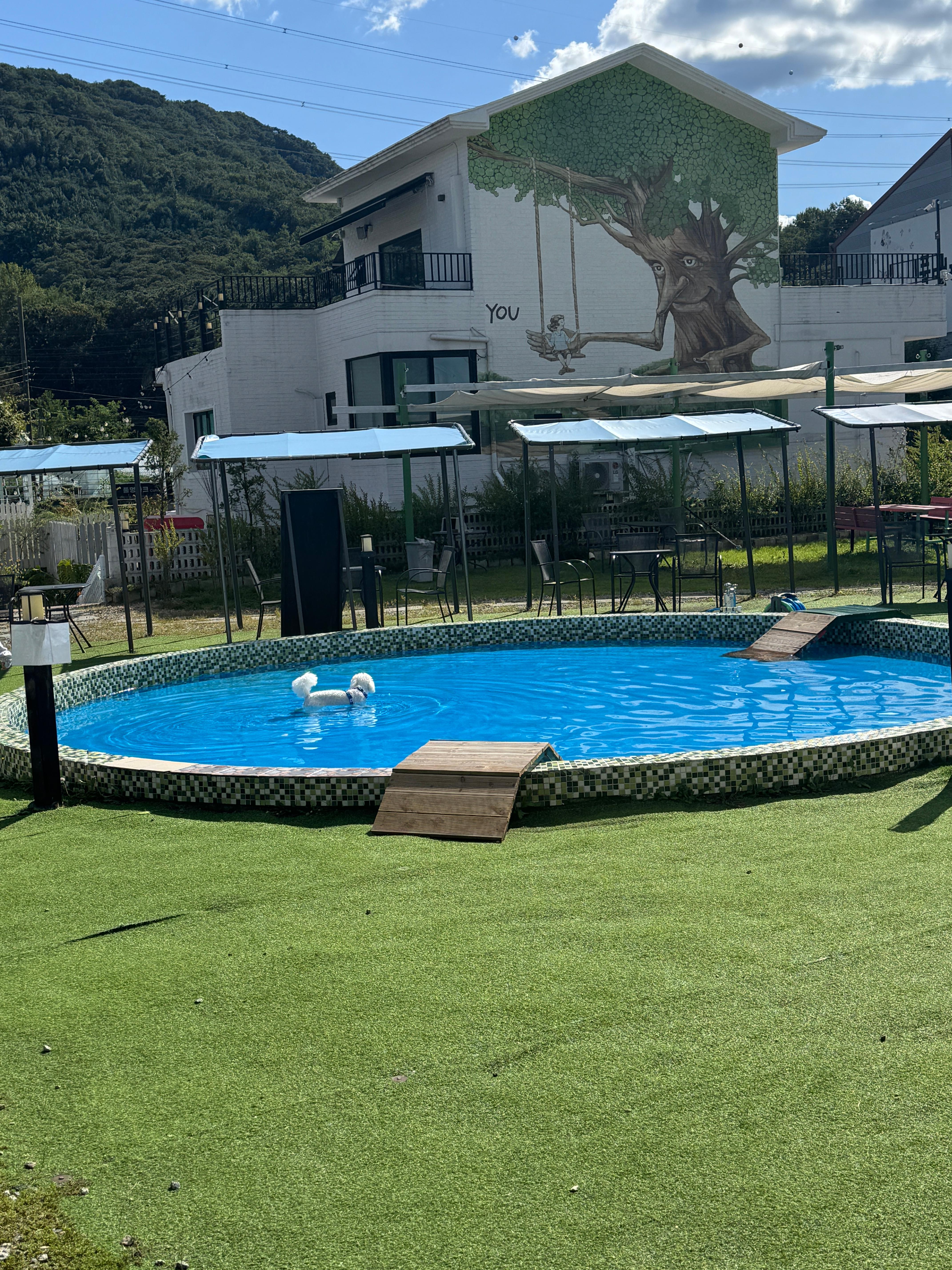 풀멍파크 반려견 수영장 사진