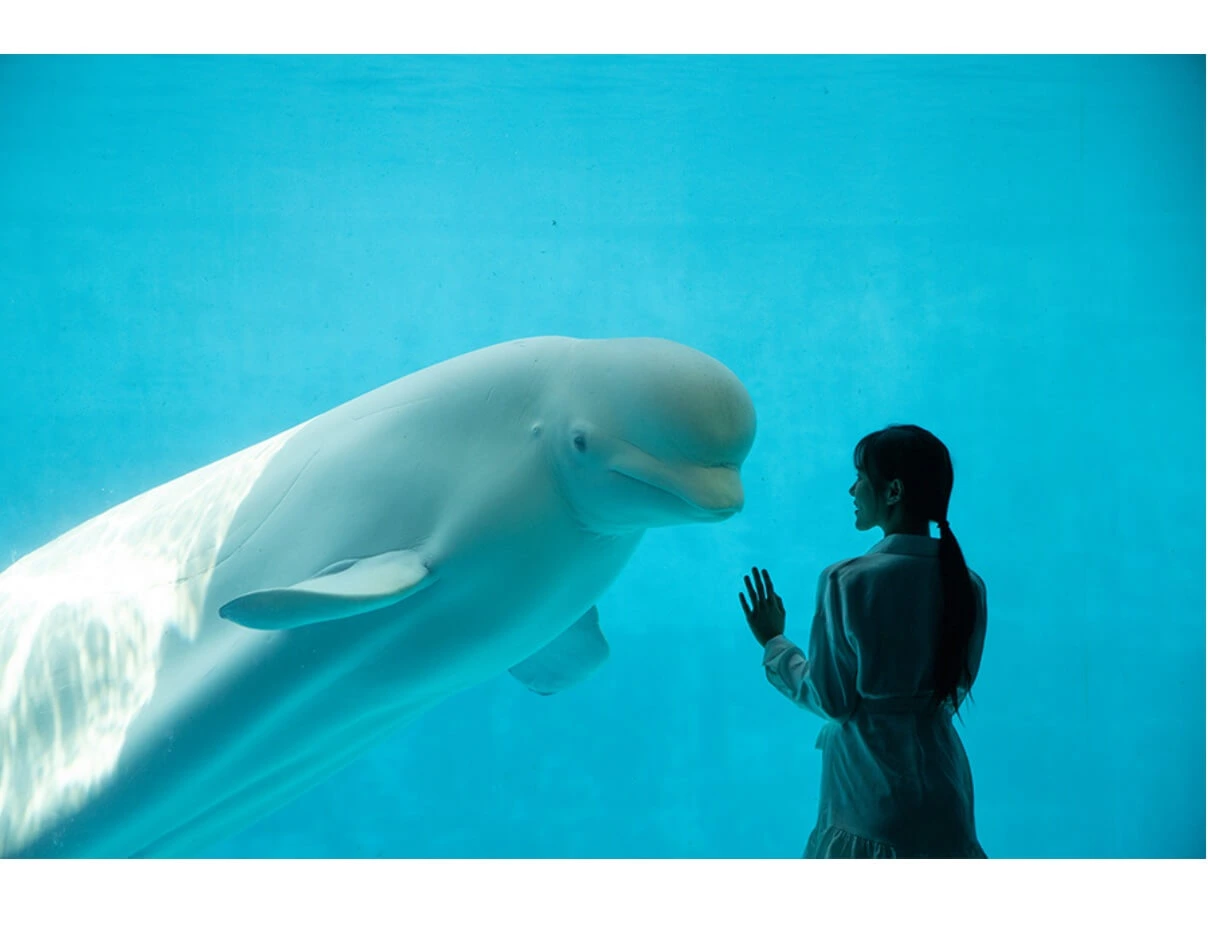 거제 둔덕 포도 한우 축제 기본정보&#44; 거제도 섬여행