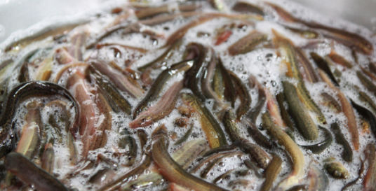 중복에 좋은 음식 - 추어탕