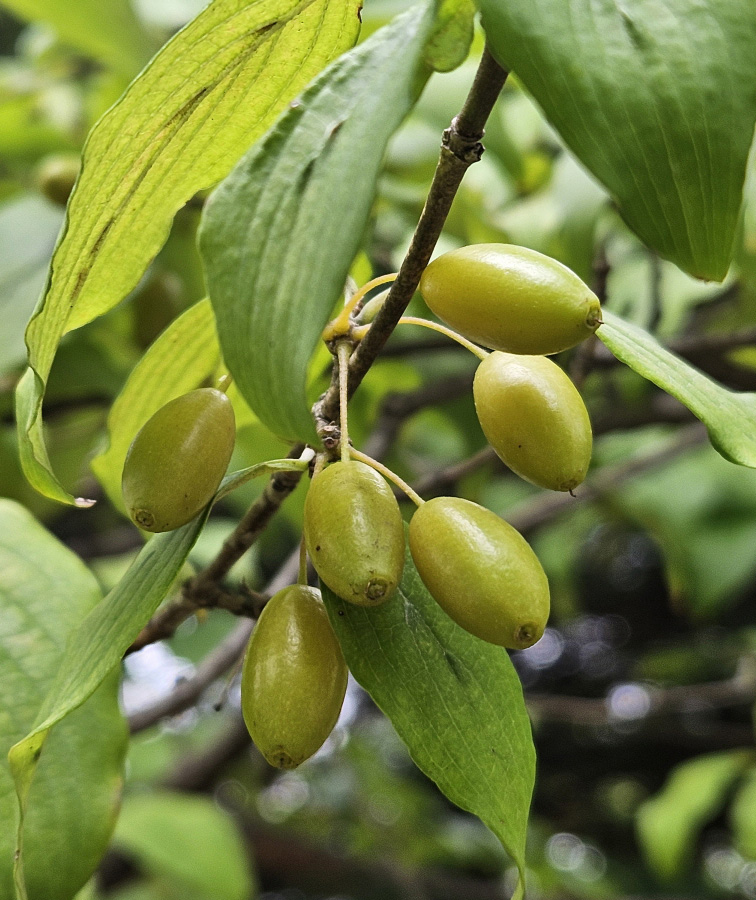 산수유 열매2